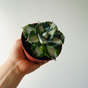 May include: A potted succulent plant with green and white variegated leaves. The plant is in a small, round, terracotta-colored pot. The leaves have sharp, pointed tips. The plant is held against a plain white background.