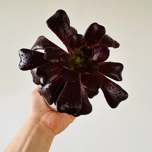 Black Rose Aeonium - Gothic Plants - Black Houseplants - Rare - Live Houseplant in 4” Pot