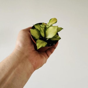 May include: A small potted plant with green and yellow leaves. The plant is held in a brown plastic pot. The leaves have a variegated pattern. The background is a plain white wall.