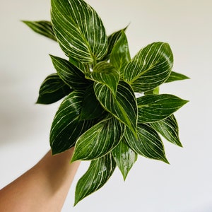 Philodendron White Measure - Variegated Plant - Easy Plants - Live  Houseplant in 4 Pot - Etsy