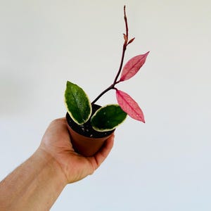Hoya Flamingo Dream (Purple Pride) - New Carnosa Variety - Live Plant in 3” Pot