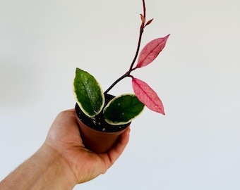 Hoya Flamingo Dream (Purple Pride) - New Carnosa Variety - Live Plant in 3” Pot