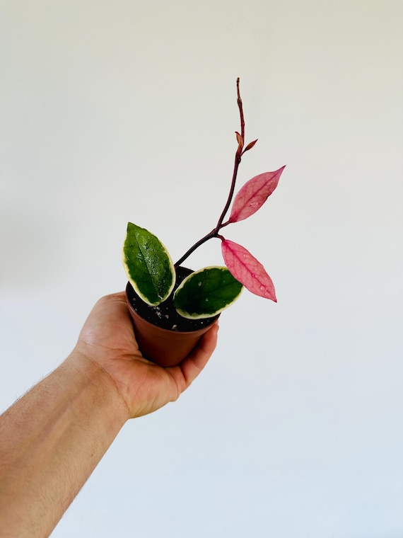 Hoya Flamingo Dream (purple Pride) - New Carnosa Variety - Live