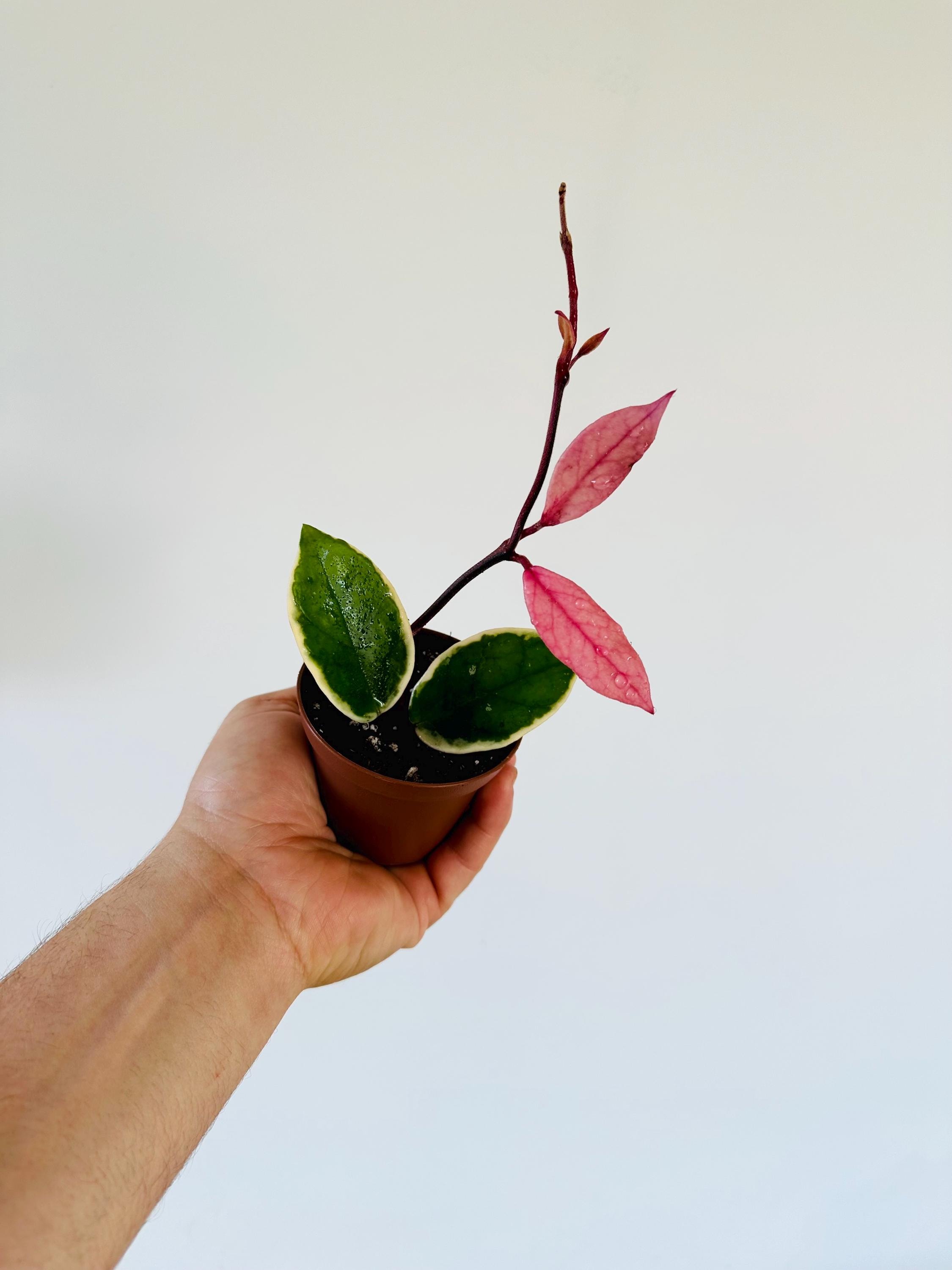 Hoya Flamingo Dream (purple Pride) - New Carnosa Variety - Live