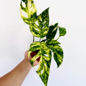 May include: Variegated Monstera plant with large, green leaves featuring irregular yellow patterns and natural holes. The plant is held against a white background, showcasing its unique foliage. A vibrant houseplant.