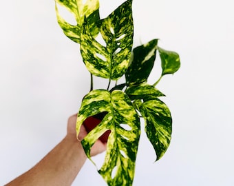 Epipremnum Pinnatum Sunburst  - Live Plant in 4” Pot