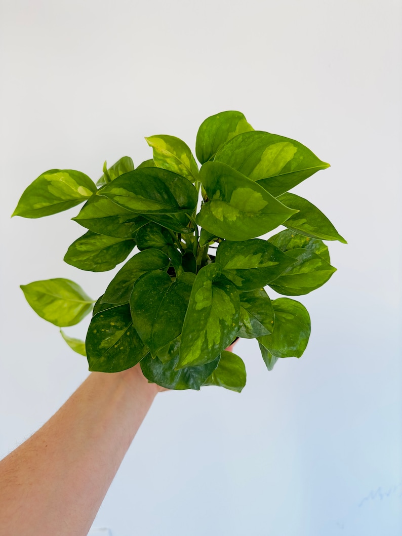 BrumleyandBloom Pothos