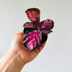 Calathea Black Heart Peacock Plant Starter Plant Black Plants Gothic Decor 3 or 4 Pot image 3