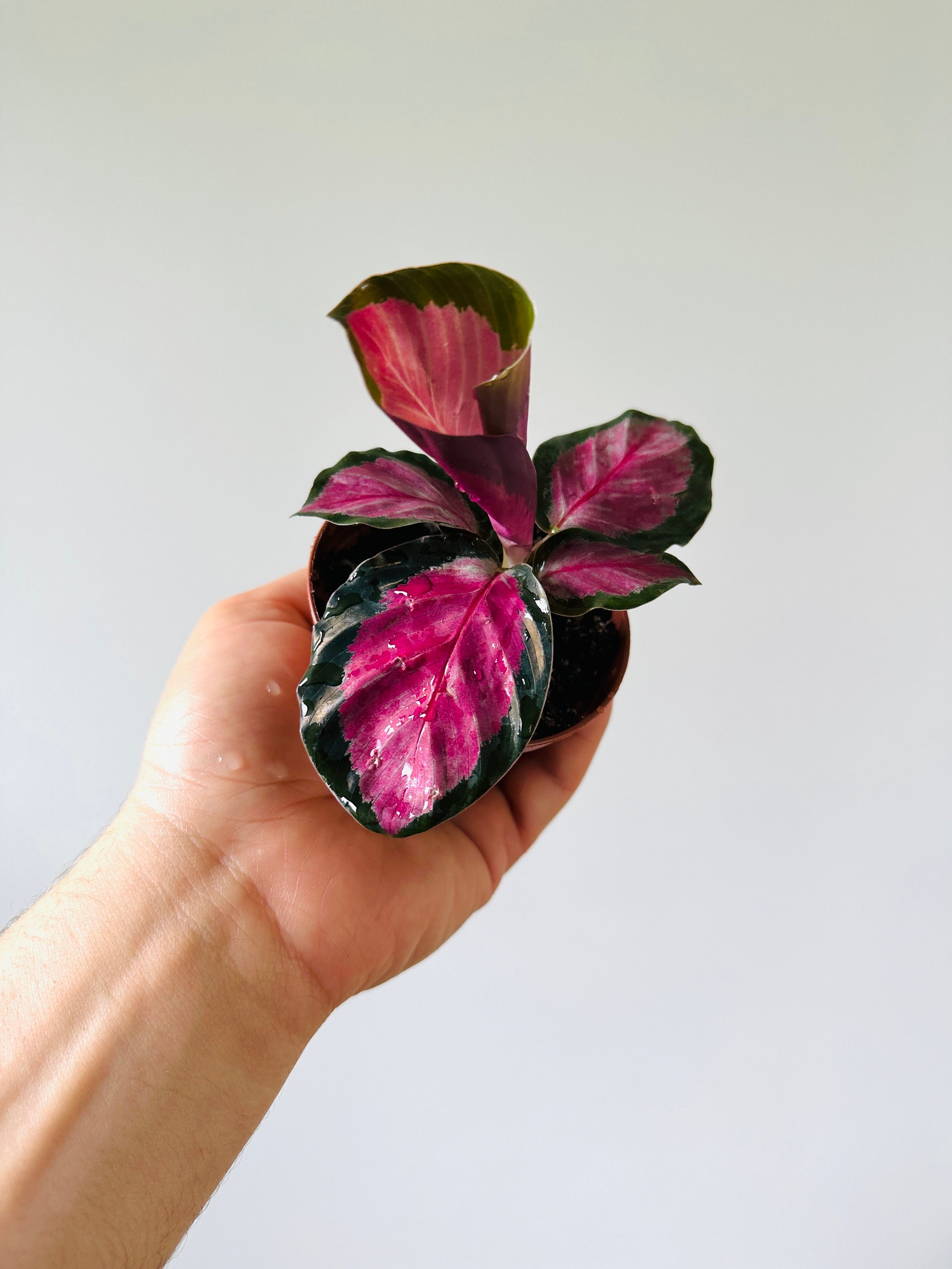 Black Heart Calathea - Gothic Plants - Starter Plant - Black Plants - Gothic Decor - 3” Pot