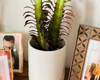 Euphorbia Trigona Rubra - Variegated Cactus - Purple & Red Cactus - Live Plant in 3” or 4” Pot