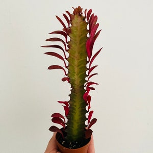 Euphorbia Trigona Rubra - Variegated Cactus - Red Cactus - Live Plant in 2” Pot