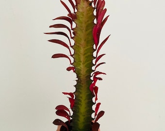Euphorbia Trigona Rubra - Variegated Cactus - Red Cactus - Live Plant in 2” Pot