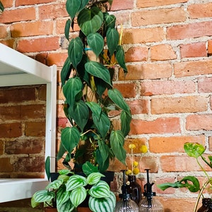 Philodendron Micans Totem - Velvet Leaf Aroid - Easy Plant - Rare Plants - Live Houseplant in 6” or 8” Pot