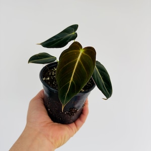 Philodendron Andreanum - Velvet Leaf Aroid - Rare Plant - Live Plant in 2” or 4” Pot