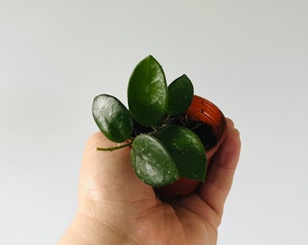 Hoya Mathilde - Hoya Carnosa x Serpens - Live Houseplant in 2” Pot