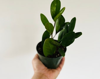 ZZ Lucky Wide Leaf - Easy plant- Low light plant-Zamioculcas Zamiifolia - Live Plant in 4” Pot