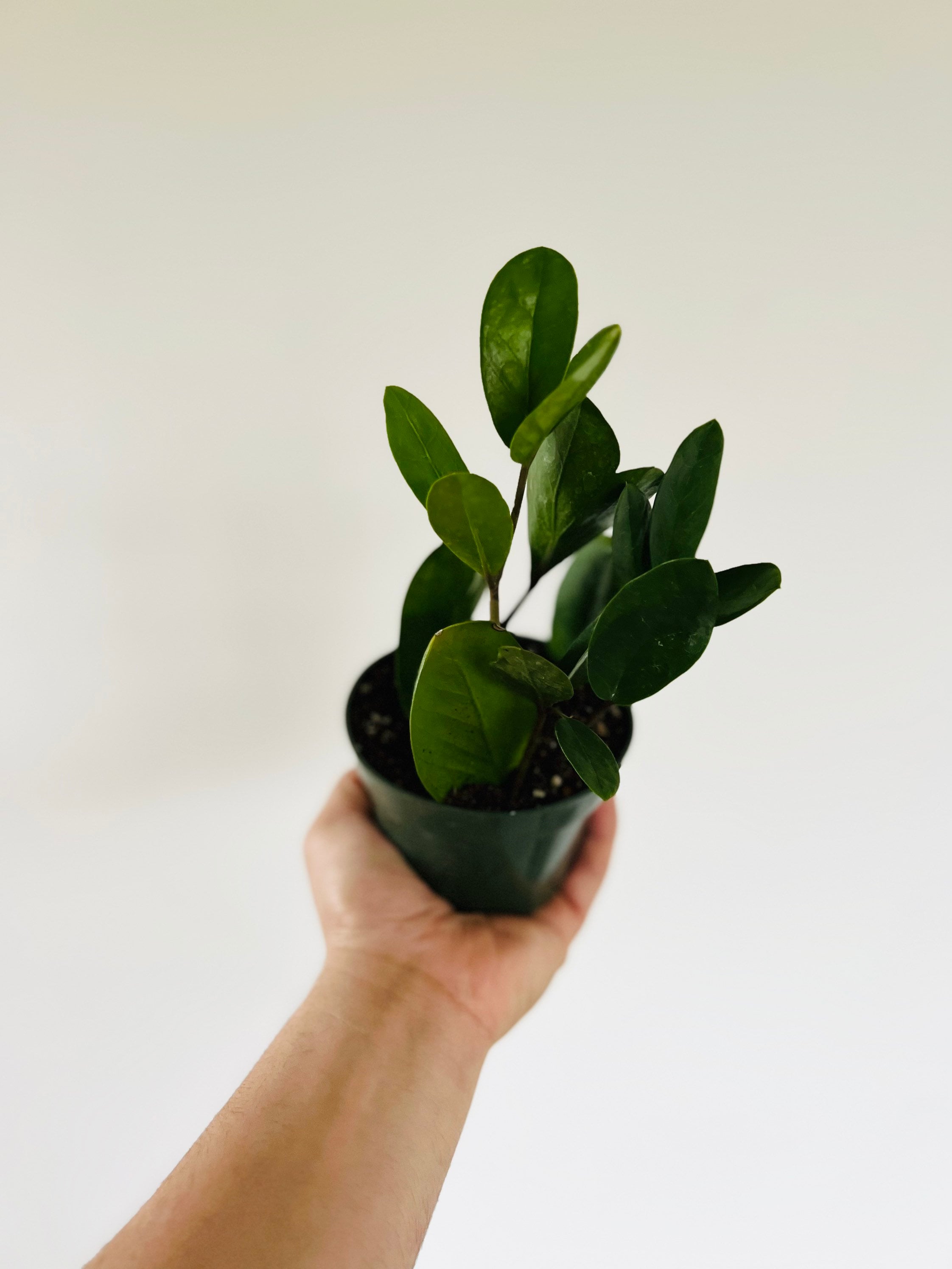 ZZ Lucky Wide Leaf - Easy Plant- Low Light Plant-zamioculcas