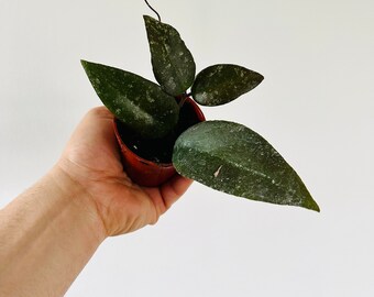 Hoya Caudata Sumatra - Rare Hoya - Live Houseplant in 3” Pot