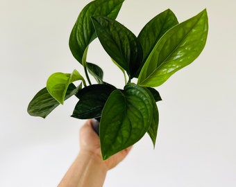 Monstera Pinnatipartita - Tropical Houseplant - Live Plant in 4” Pot