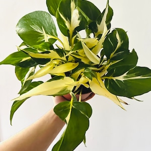 Mutant Manjula - Pothos - New Variety - Tropical Houseplant - Available in  Multiple Sizes - LIMIT: One Per Customer