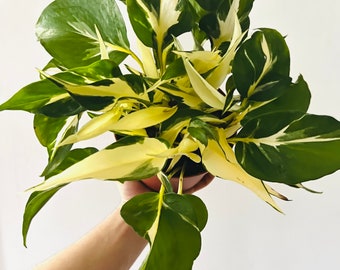 Mutant Manjula - Pothos - New Variety -  Tropical Houseplant - Available in Multiple Sizes - LIMIT: One Per Customer