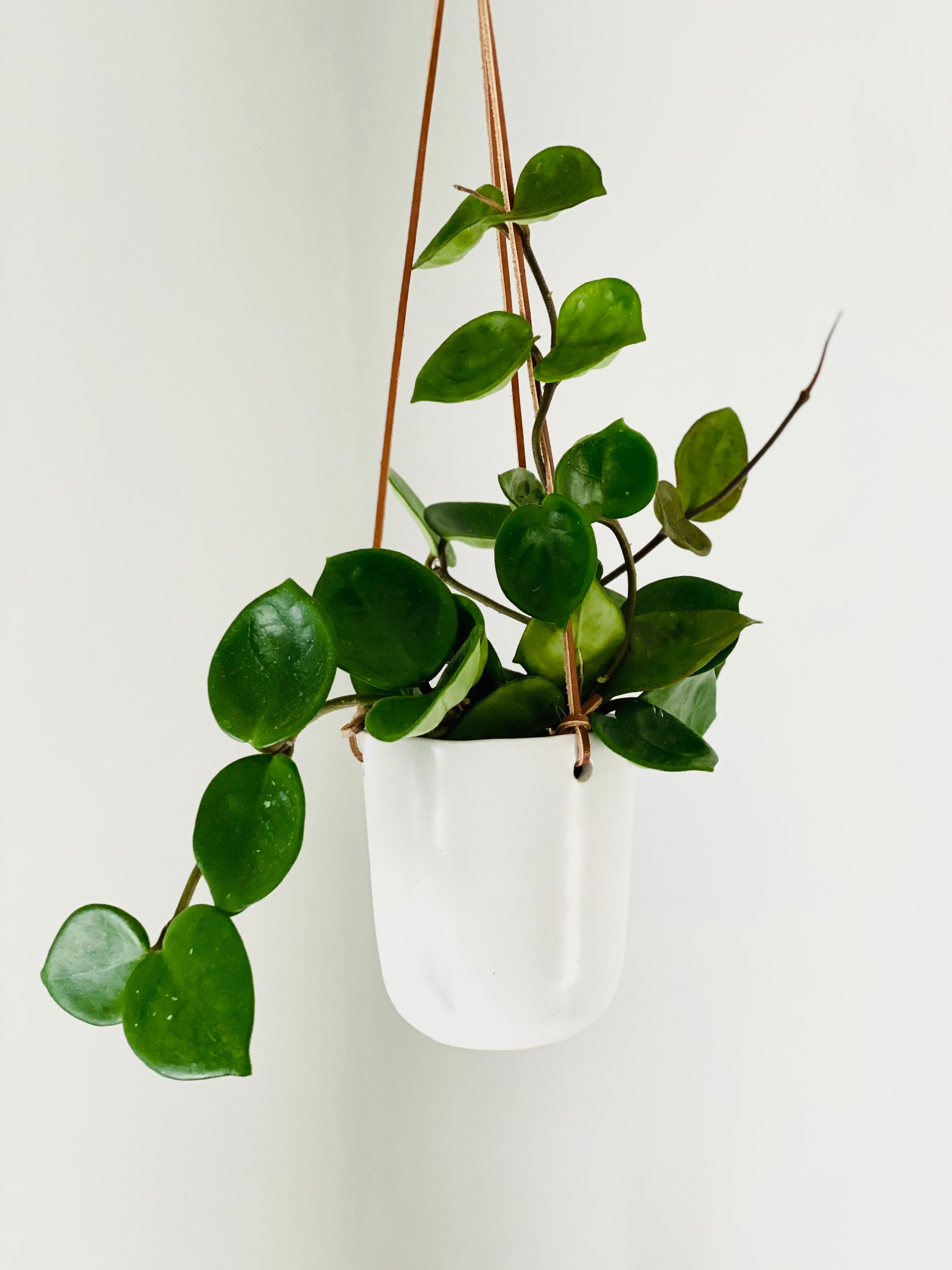 Ezra Planter - Minimalist Decor - Leather Rope - Ceramic Hanging Planter