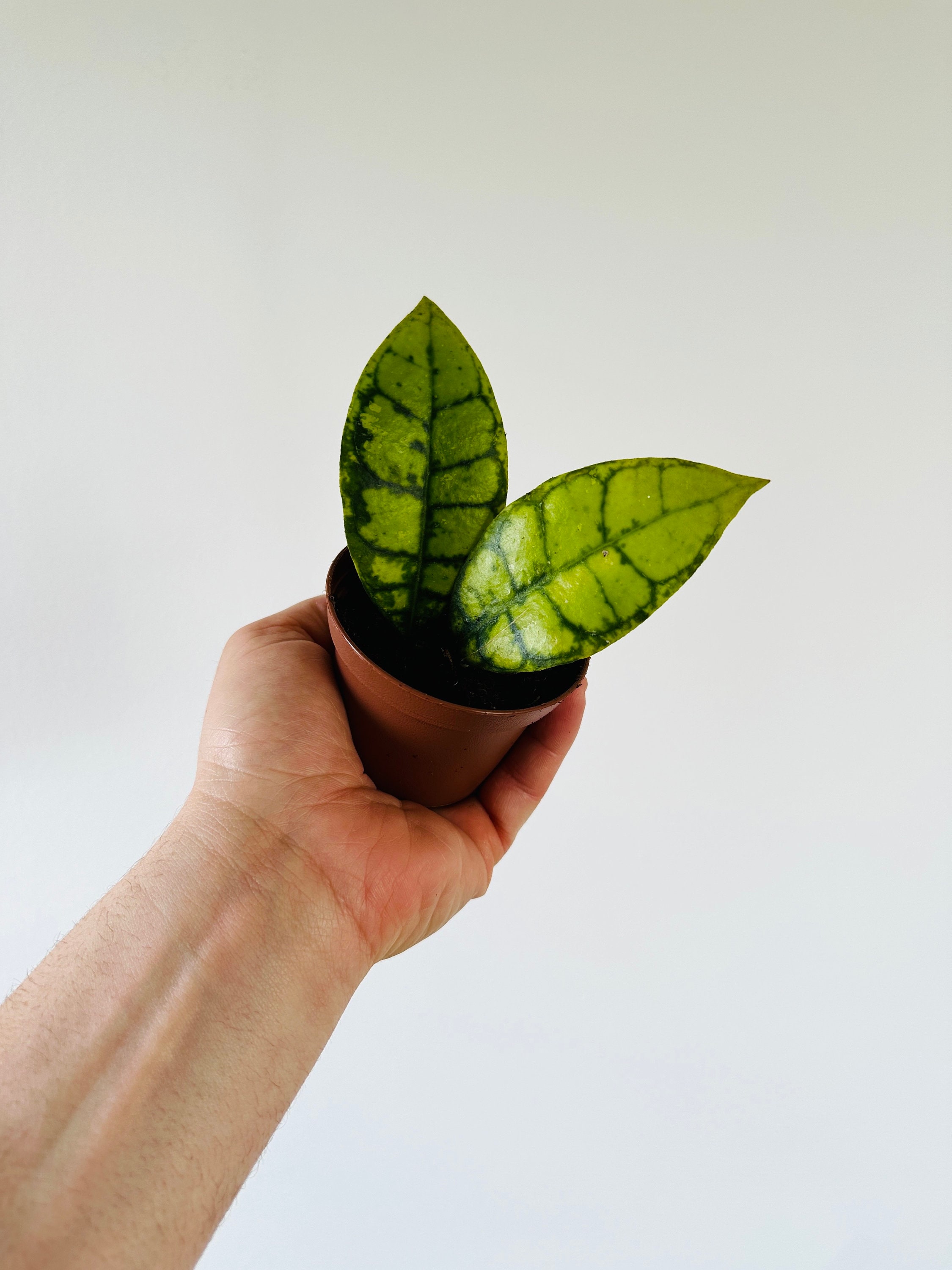 Hoya Callistophylla 'black Cat': Buntok Forest Collector Hoya