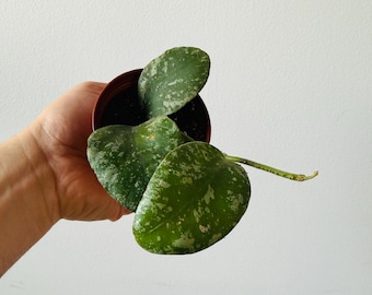 Hoya Waymaniae Cloud Sky - Rare Hoya - Super Splashy Hoya - Fuzzy Hoya - Live Houseplant in 3" Pot