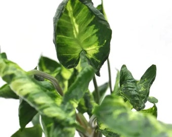 Syngonium Godzilla - Variegated Syngonium - Live Houseplant in 4" Pot