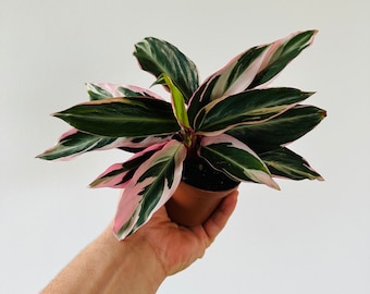 Stromanthe Triostar - Pink Plants - Starter Plant - Peacock Plant - 3” Pot