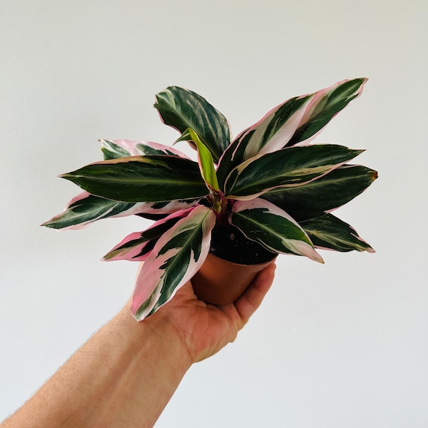 Stromanthe Triostar - Pink Plants - Starter Plant - Peacock Plant - 3” Pot