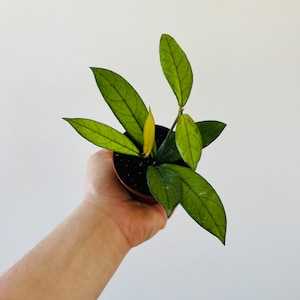 Hoya Crassipetiolata - Rare Hoya - Starter Plants - Available in 2” or 3” Pots