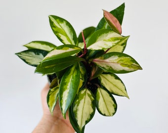 Hoya Tricolor Rubra - Hoya variegada - Planta de interior tropical - Planta viva en varios tamaños