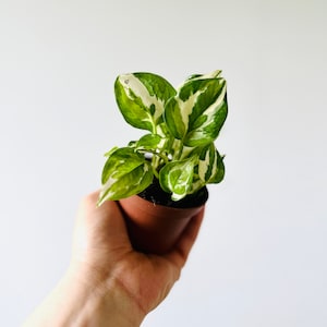Pothos Glacier Starter Plant - Epipremnum Aureum - 3" Pot