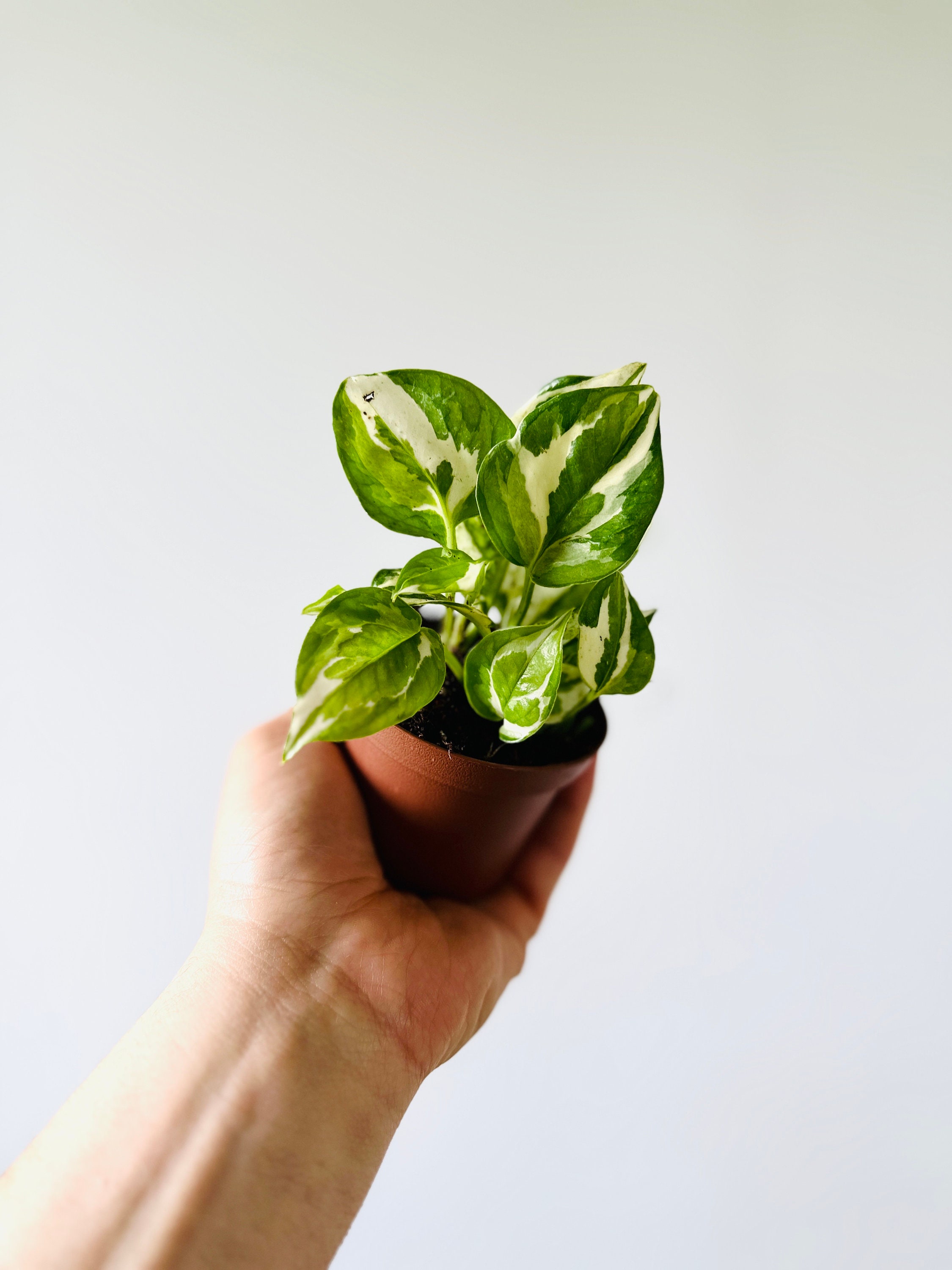 Pothos Glacier Starter Plant - Epipremnum Aureum - 3