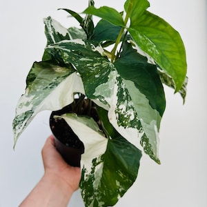 Syngonium Albo - Rare Syngonium - Houseplant - Live Plant in 6” Pot