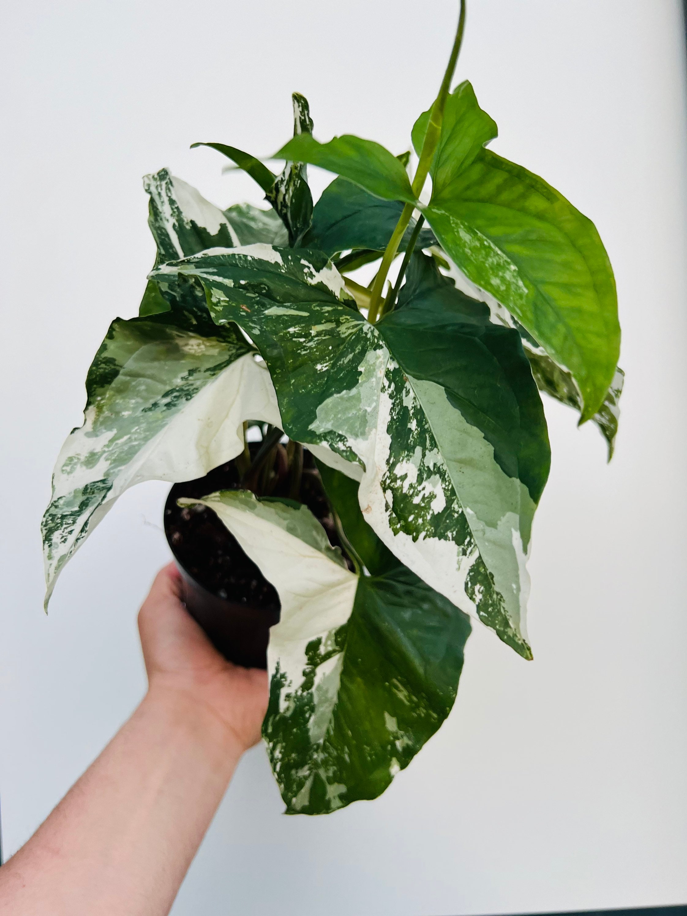Syngonium Albo - Rare Syngonium - Houseplant - Live Plant in 6” Pot