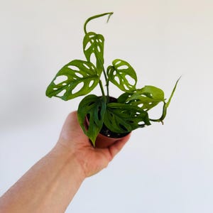 May include: A small potted Monstera adansonii plant, also known as a Swiss cheese plant, with vibrant green leaves. The leaves have distinctive oval holes. The plant is in a small brown pot, held against a white background.