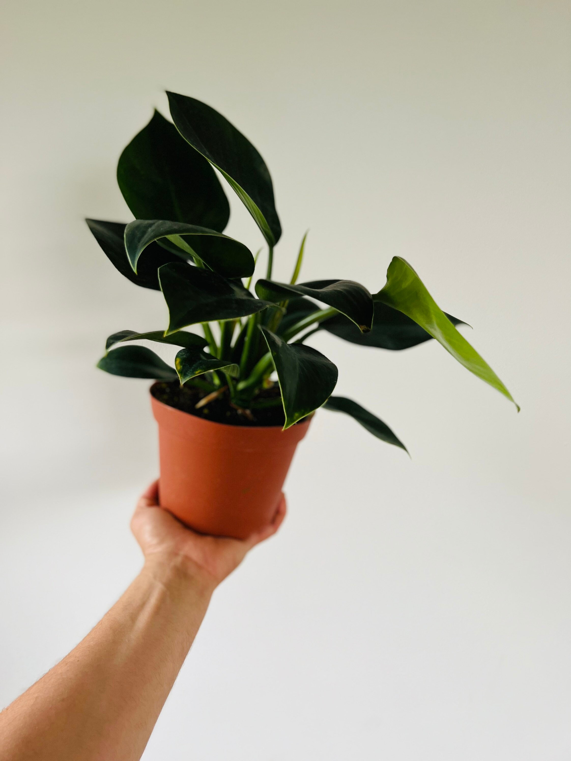 Philodendron Congo Apple Philodendron Houseplants Etsy