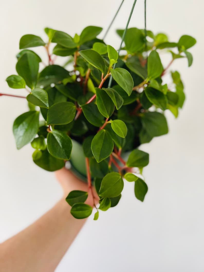 Peperomia Glabella - Baby Rubber Peperomia - Trailing Peperomia - Live Plant - Available in Multiple Sizes