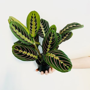 Red Prayer Plant - Maranta Leuconeura Erythroneura -  Multiple Sizes