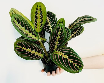 Red Prayer Plant - Maranta Leuconeura Erythroneura -  Multiple Sizes