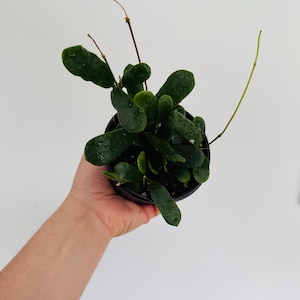 Hoya Rotundiflora - Fuzzy Leaf Hoya - Live Houseplant in 4” Pot