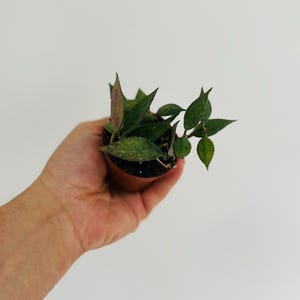 May include: A small potted Hoya plant with dark green leaves and a touch of pink. The plant is held in a brown pot, showcasing its vibrant foliage against a plain white background. A close-up view highlights the plant's texture and detail.