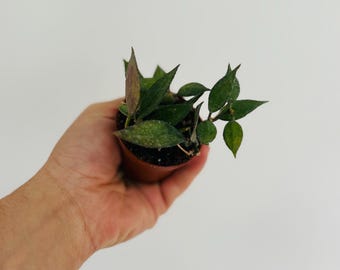 Hoya Lacunosa Langkawi Island - Purple Hoya - Tropical Wax Plant - Live Houseplant in 2” Pot