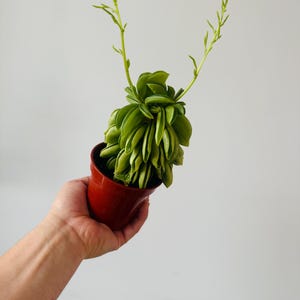 May include: A small, green succulent plant in a red-brown plastic pot. The plant has layered, rounded leaves and slender, upright stems with tiny leaves. The pot is held in a hand against a plain white background.