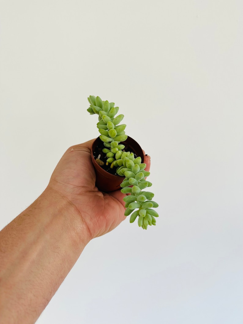 BrumleyandBloom Donkey Tail Sedum Morganianum