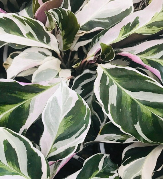 palmen dracena Dracaena Fragrans Pele (Dragon Tree) – Rolling Greens