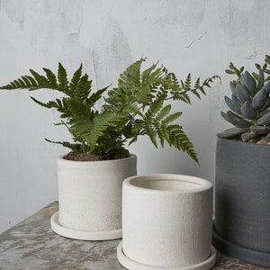 May include: Two white ceramic planters with a fern plant in one and a succulent plant in the other. The planters have a textured surface and are sitting on a marble surface.