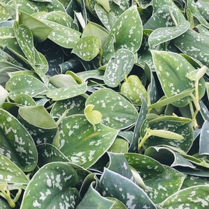 May include: Close-up of a lush plant with heart-shaped, green leaves speckled with white markings. The leaves have a silvery sheen and are densely packed together, creating a full, textured appearance. The plant appears healthy and vibrant.